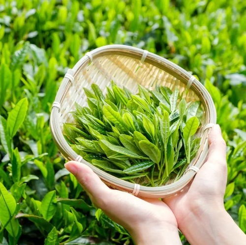 护肤界也有 茶艺大师 以茶护肤真的香