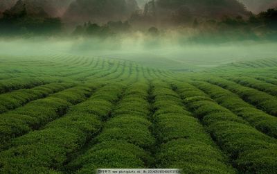 绿茶海洋