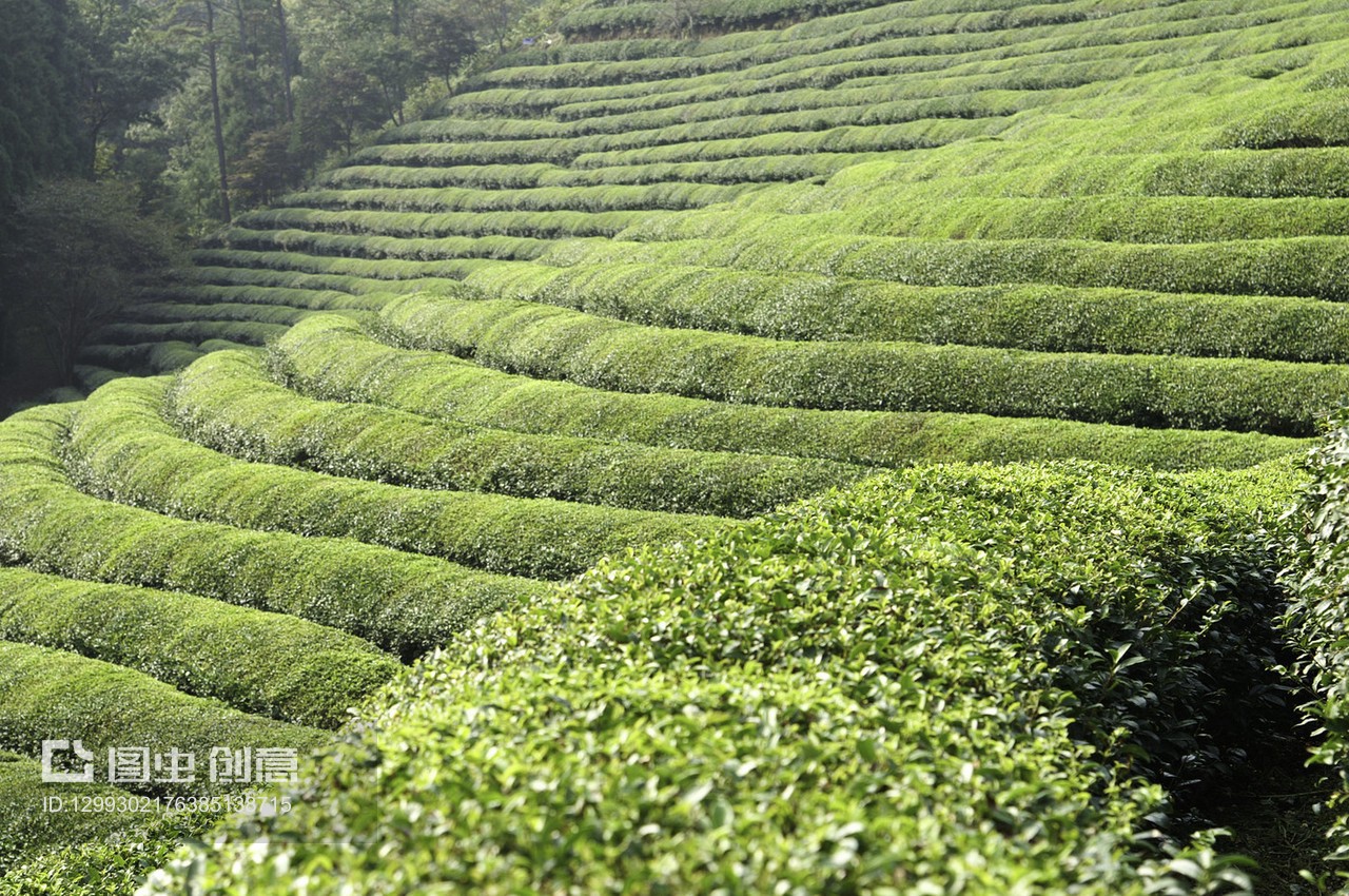绿茶田