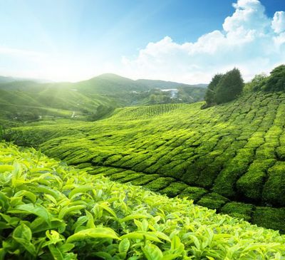 绿茶的功效与作用