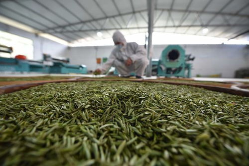 贵州 把茶产业变成群众增收致富的 黄金叶