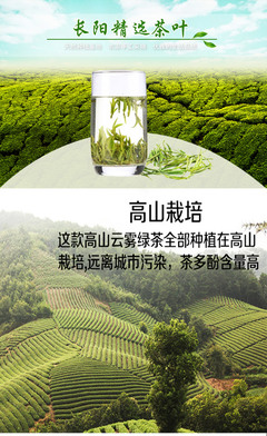 长阳绿茶