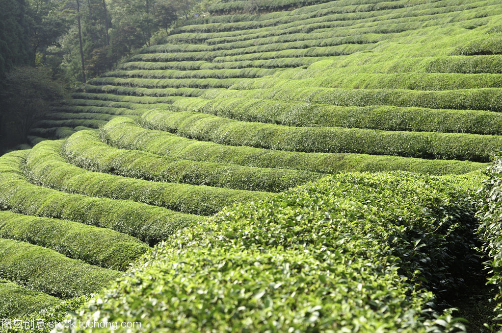 绿茶字段