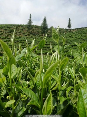 绿茶