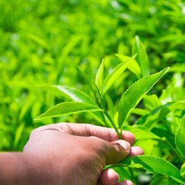 蕉岭绿茶