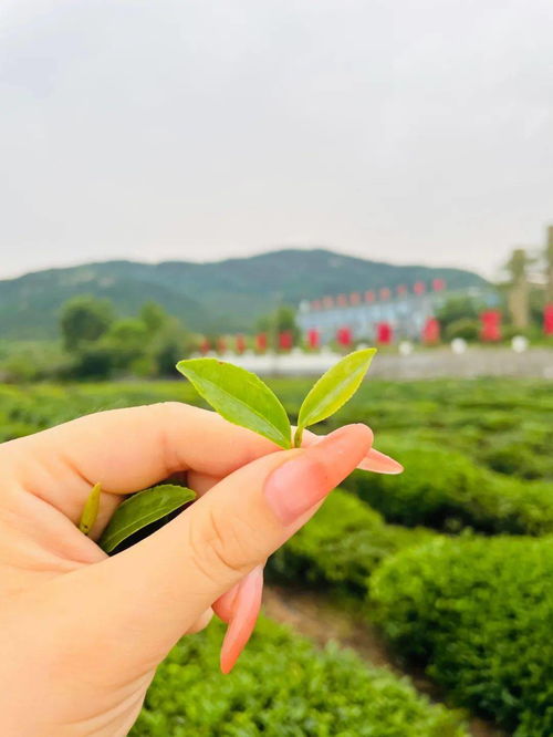 最美的风景就在周边 日照茶园采茶 海滨纯玩一日游