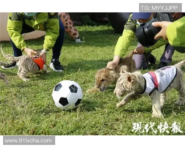 足球明星变身动物世界 盘点那些拥有球场魅力的动物形象