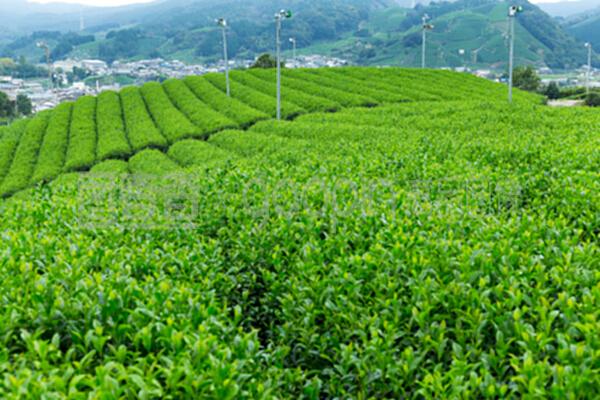 绿茶场